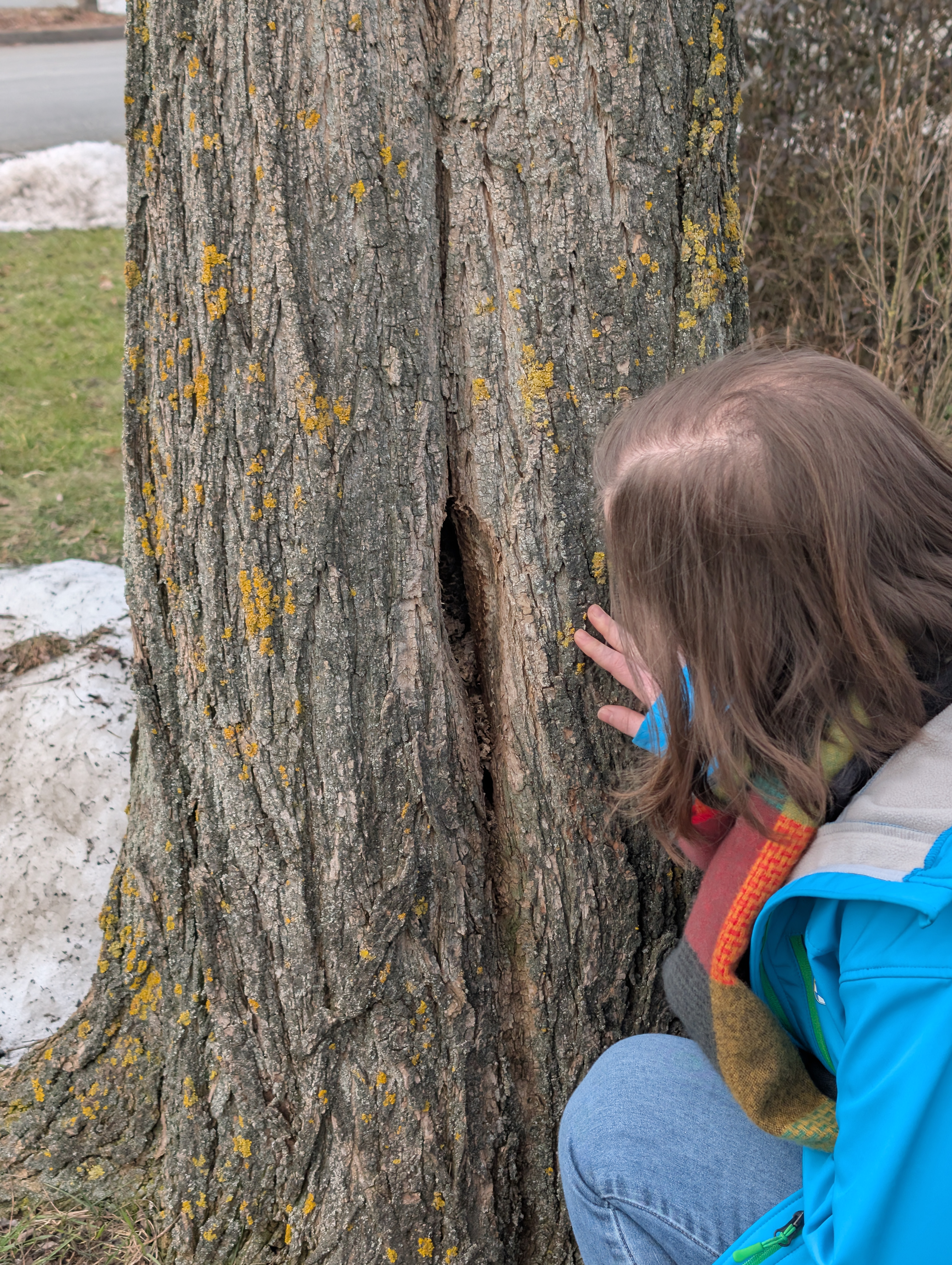 Eine Frau kniet vor einem Baum und schaut in eine kleine Baumhöhle. Man sieht, dass sich in der Höhle ein Hornissennest befindet.
