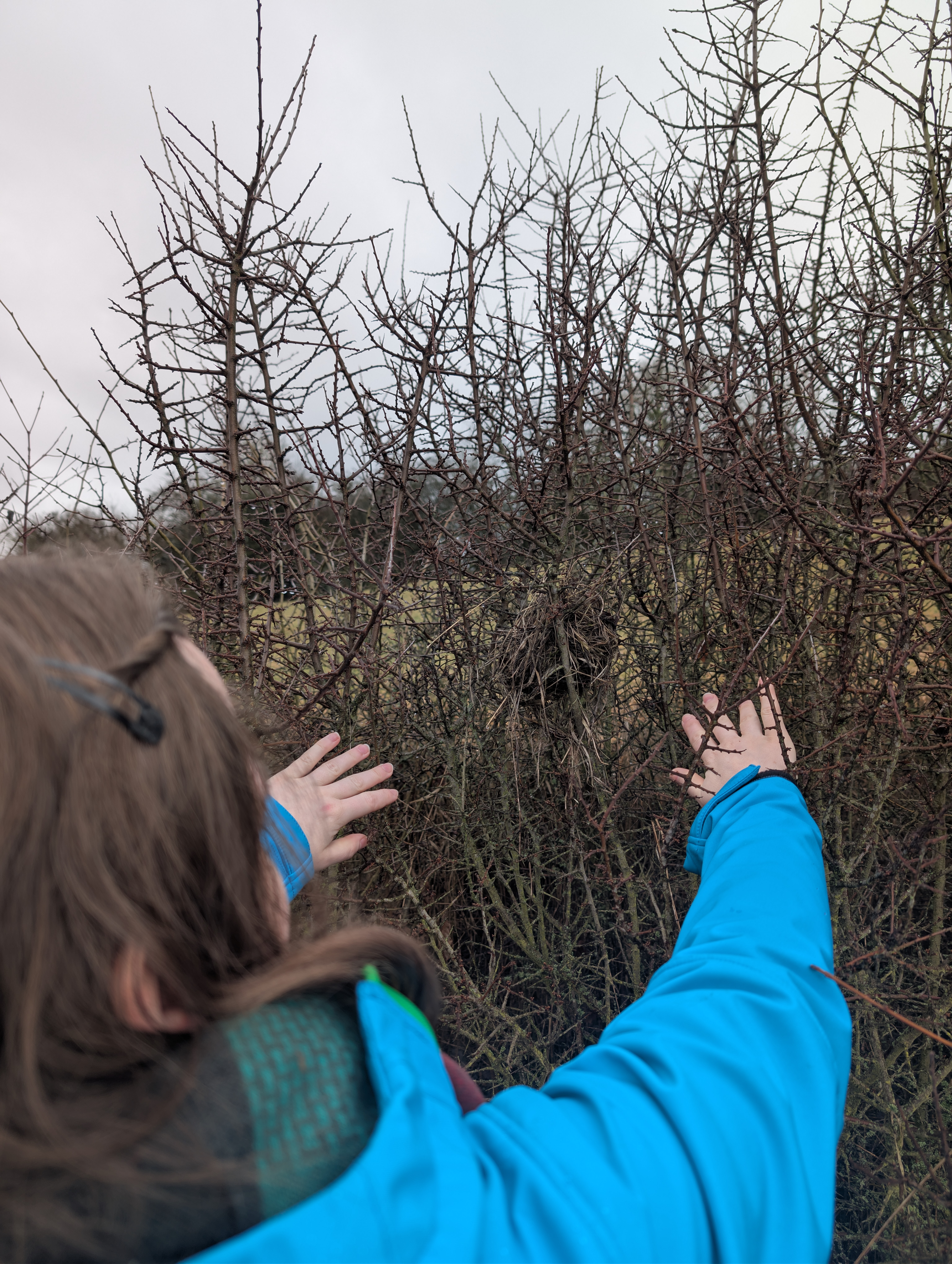 Eine Frau drückt mit beiden Händen eine Hecke auseinander. In der Hecke sieht man ein altes, nicht mehr bewohntes Vogelnest.