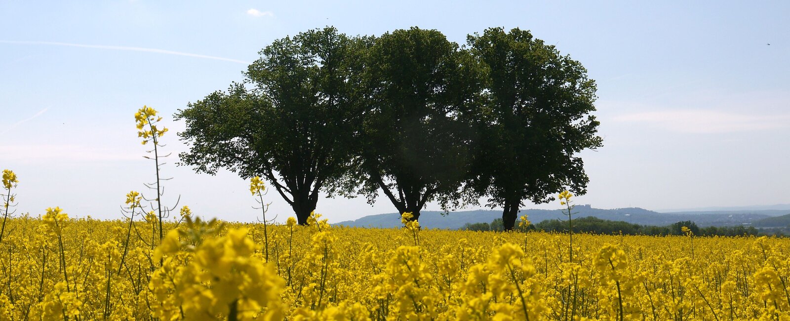 Blühendes Rapsfeld mit drei Bäumen am Horizont 