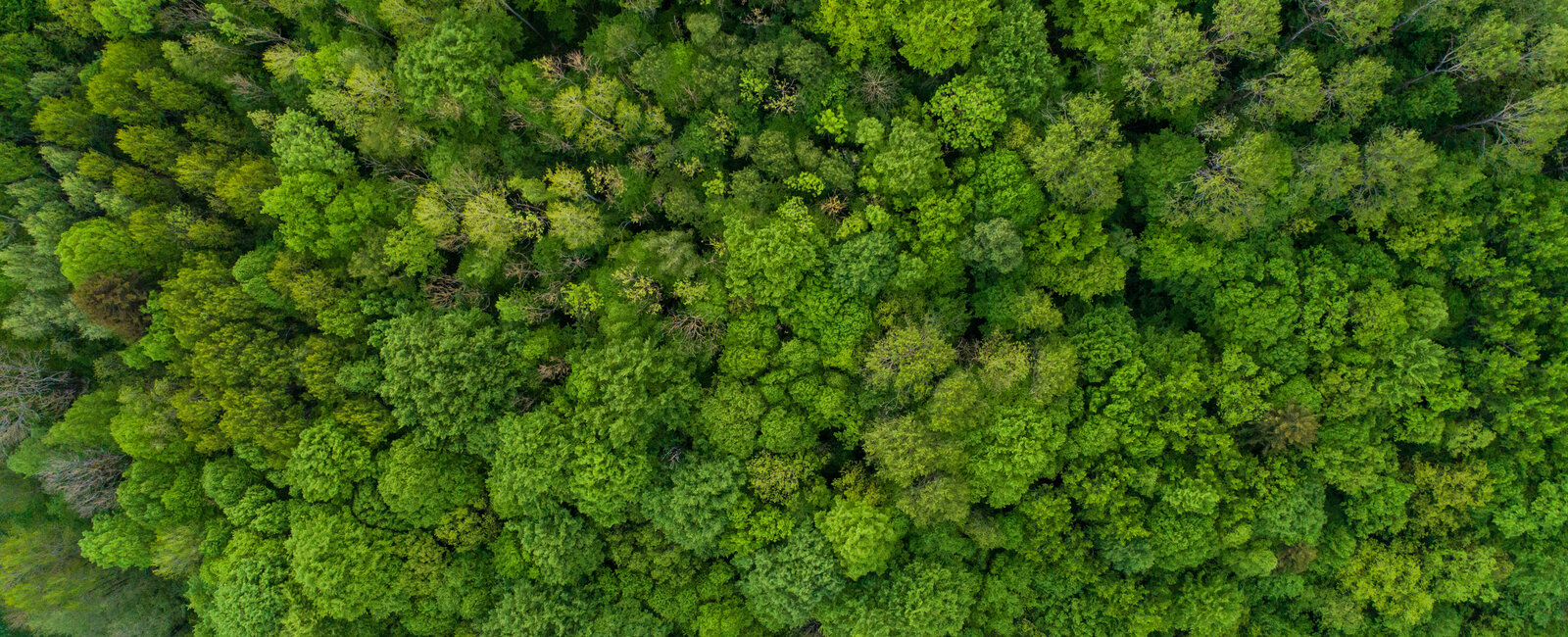 Blick aus der Vogelperspektive auf einen grünen Laubwald