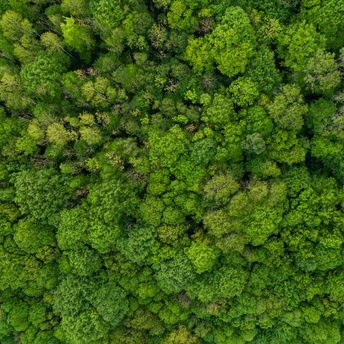 Blick aus der Vogelperspektive auf einen grünen Laubwald