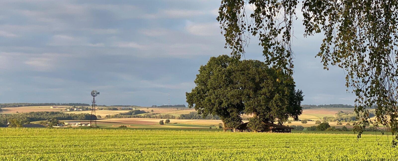 Blick auf einen Teil des Coburger Landkreises. zu sehen sind eine Wiese und ein Baum, weitere Felder. 
