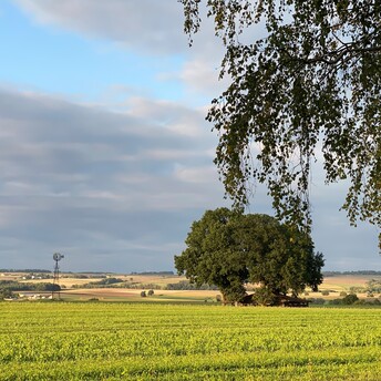 Blick auf einen Teil des Coburger Landkreises. zu sehen sind eine Wiese und ein Baum, weitere Felder. 