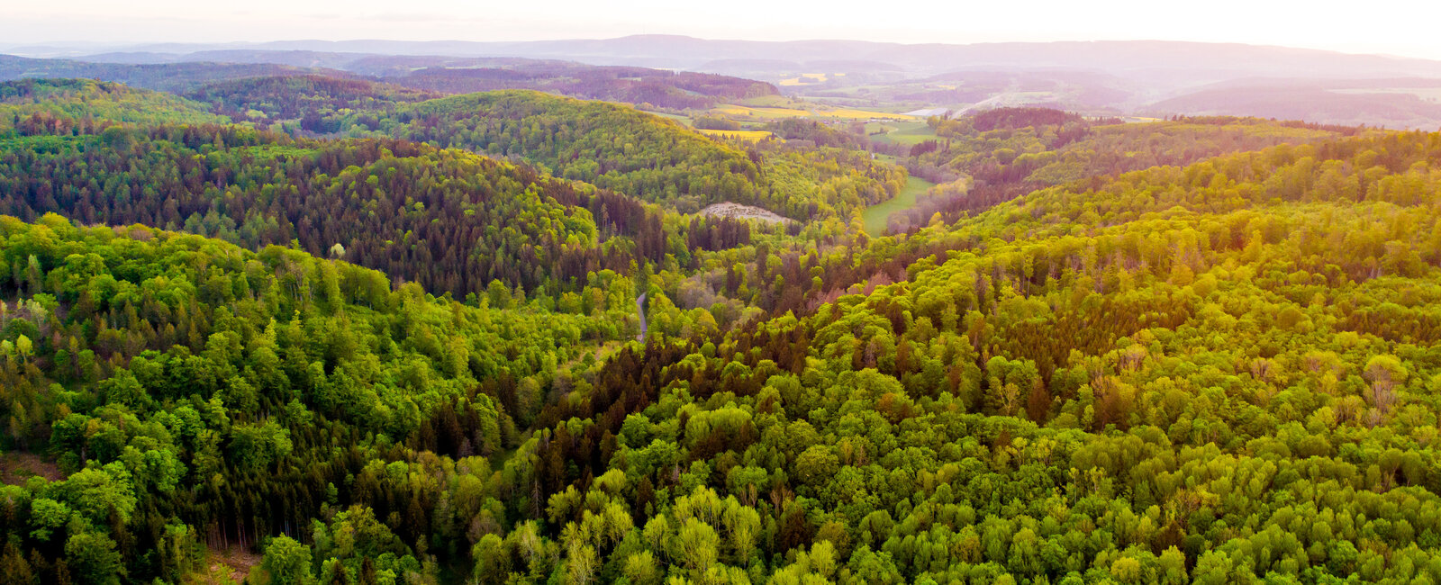 Blick über einen grünen Laubwald