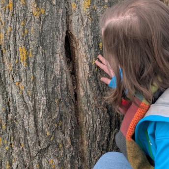 Eine Frau kniet vor einem Baum und schaut in eine kleine Baumhöhle. Man sieht, dass sich in der Höhle ein Hornissennest befindet.