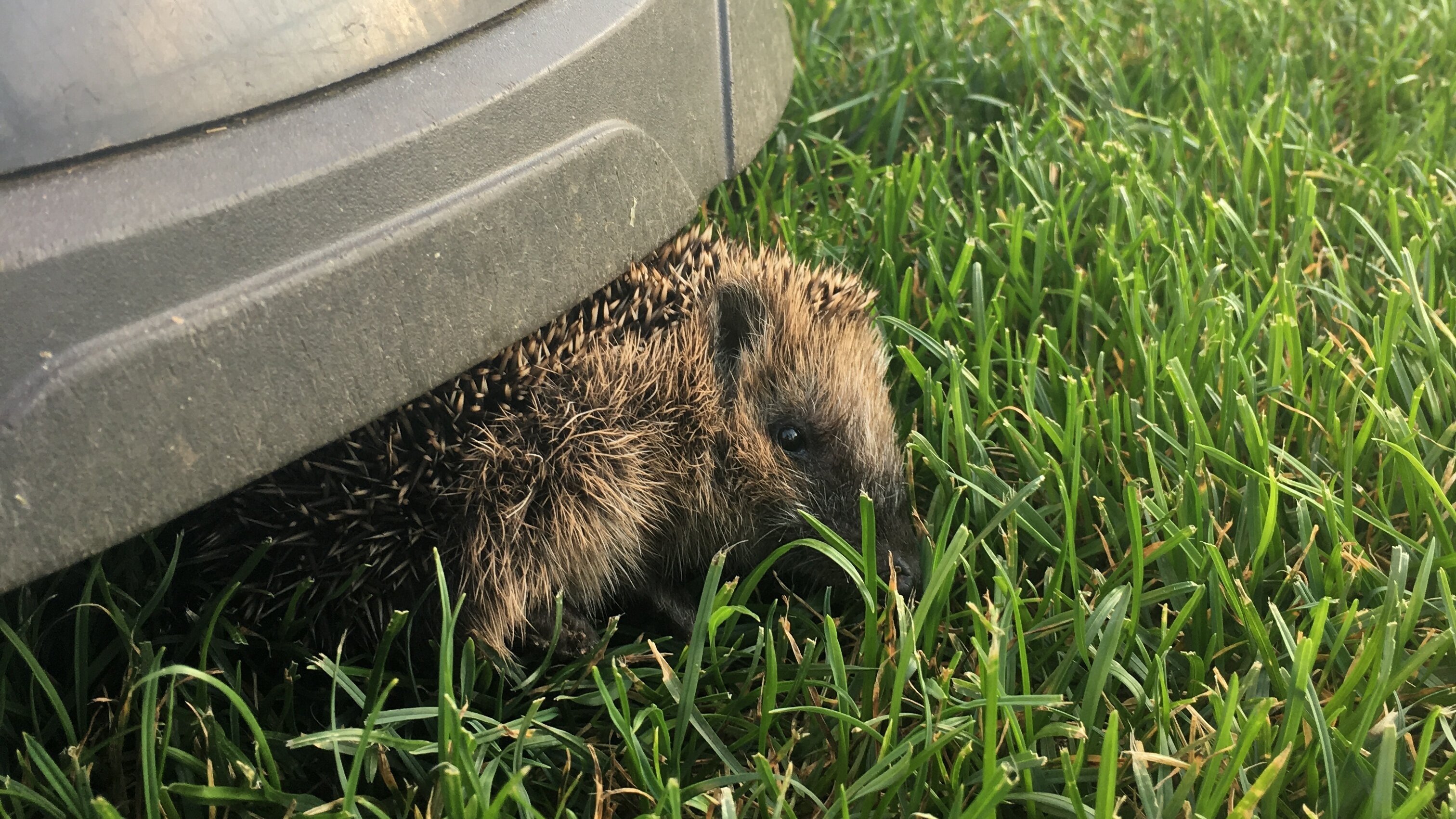 Igel_und_Maehroboter_Gehret_Martina__LBV_Bildarchiv.jpg