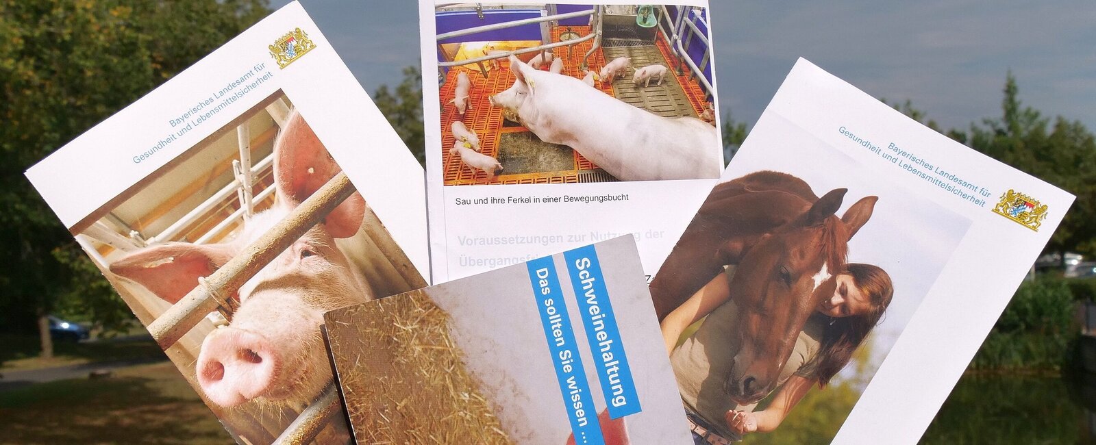 Eine Hand hält mehrere Broschüren zum Thema Lebensmittelsicherheit und Hygiene. 